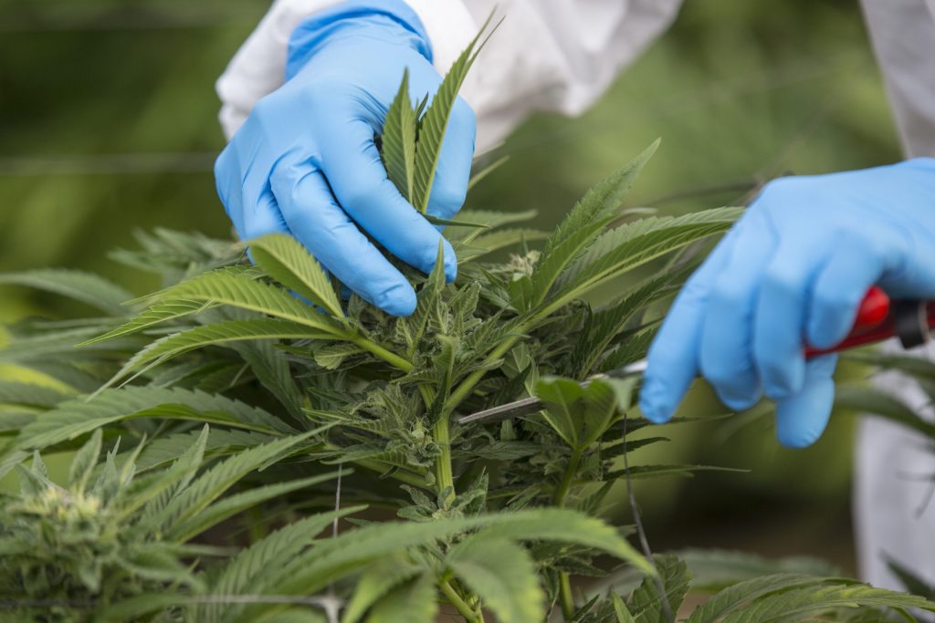 ISRAEL-HEALTH-MARIJUANA-LIFESTYLE