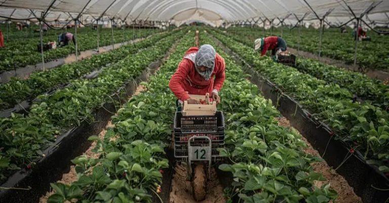 جمعيات فلاحية بالعرائش تطلق عروض عمل موسمية للنساء في إسبانيا