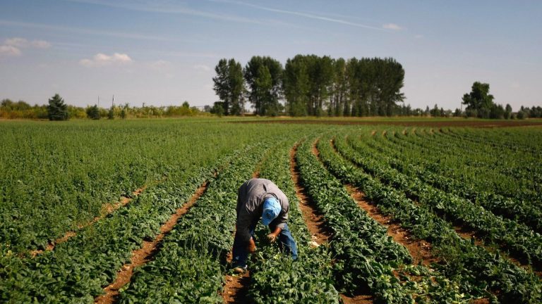 مؤشرات إيجابية في الموسم الفلاحي بعد سبع سنوات من شح الأمطار بالمغرب