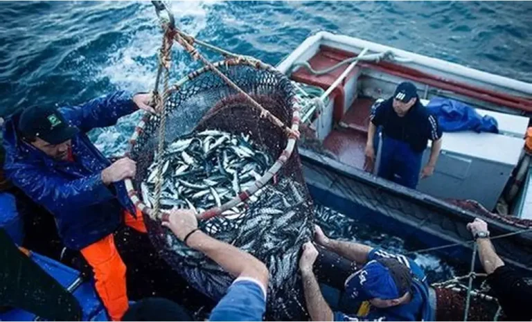 ارتفاع مفرغات الصيد البحري بميناء طنجة بـ51 في المائة مع نهاية يناير