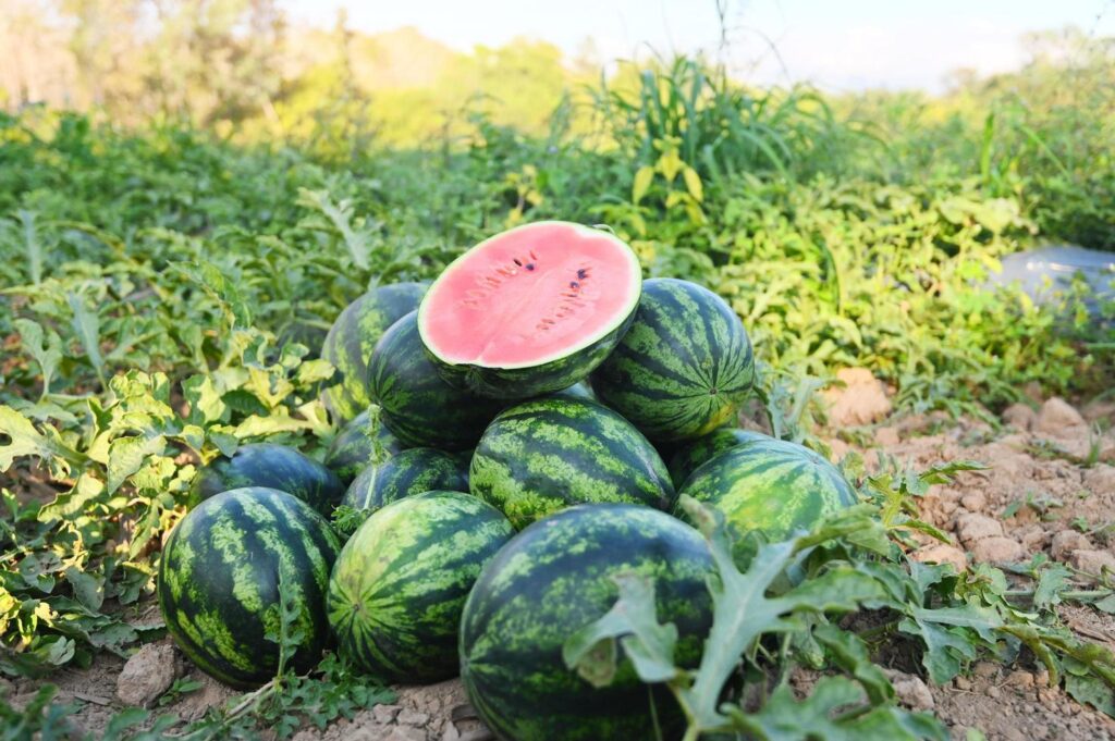 watermelon-slice-in-watermelon-field-fresh-watermelon-fruit-on-ground-agriculture-garden-watermelon-farm-with-leaf-tree-plant-harvesting-watermelons-in-the-field-free-photo